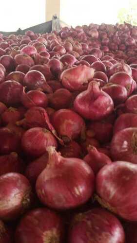 Natural 100% Farm Fresh Whole Organic Red Onion For Cooking, Salad And Flavoring