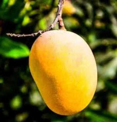 Common A Grade Nutrient Enriched 100% Pure Natural Sweet Yellow Alphonso Mango
