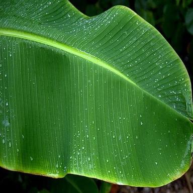 Natural Indian Origin Naturally Grown Antioxidants And Vitamins Enriched Green Banana Leaves Shelf Life: 1 Days