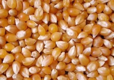 Indian Yellow Maize Corn (Makka Cholam) Admixture (%): 2.5%