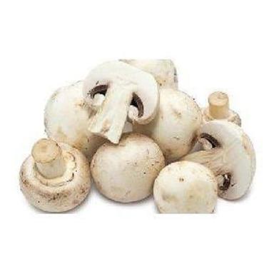 100% Organic And Fresh Tender Texture White Button Mushroom For Cooking Processing Type: Raw
