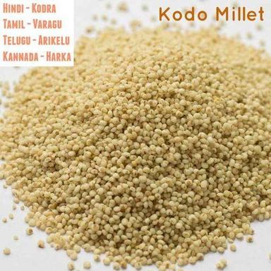 High In Protein Healthy Dried Organic Kodo Millet Seeds Purity: 100%