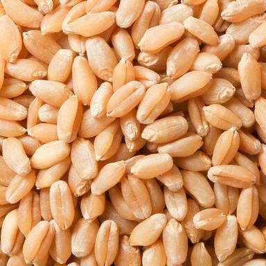 Normal Brown And Healthy Wheat Grains 