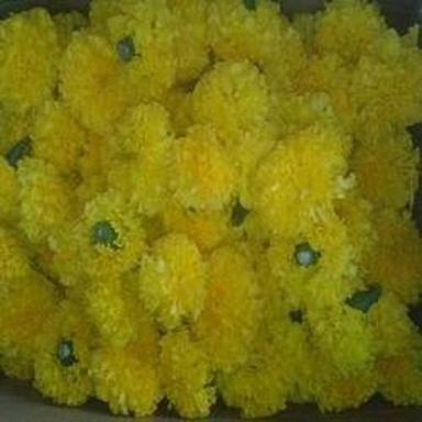 100 % Organic Yellow Marigold Flower For Worship Tradition Occasion Decoration Shelf Life: 2-3 Days
