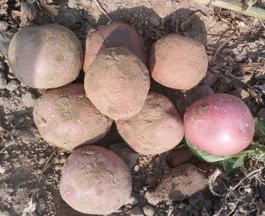 Round Abundance Of Nutrients Contains Lightly Sweet Fresh Lr Potato 