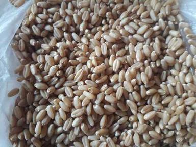 Brown Good Source Of Fiber With High Protein Cultivated Pure Wheat Grains Seeds