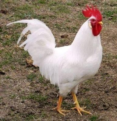 White Live Chicken, Breed Cockrail Weight 1.5 Kg For Poultry Farming  Gender: Both