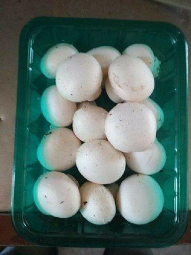 Natural Fresh Healthy High Source Of Fiber Nutritional White Button Mushroom Origin: India