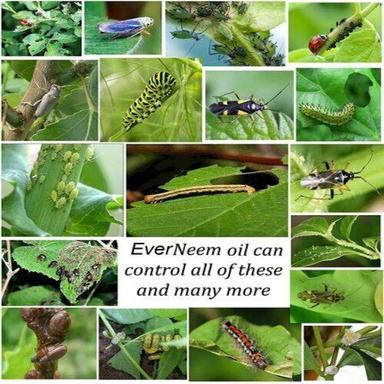 Insects Controlling And Fungus Killer Yellow Ever Neem - Neem Oil Age Group: Adults