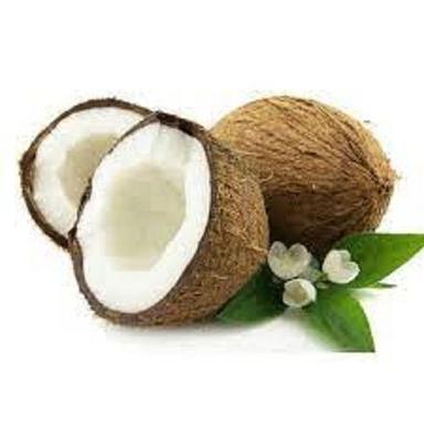 सामान्य स्वस्थ और प्राकृतिक रूप से विकसित विटामिन और प्रोटीन शुद्ध भूरा ताजा नारियल 