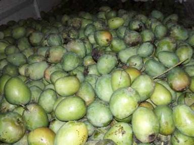 Green Wholesale Price Export Quality Farm Fresh Canning Mango Fruit