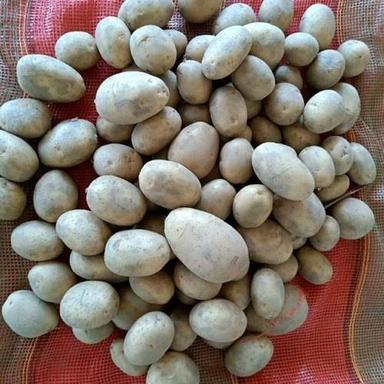 Round Shape Easy To Uses 100% Fresh And Organic Round Potato Of Energy For Cooking Moisture (%): 2%