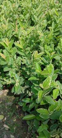 Lemon Wholesale Price Guava Barricaded Fruit Plant For Nursery And Gardening
