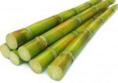 Green A-Grade Nutrient Enriched 100% Pure Organic Sweet Raw Sugarcane 