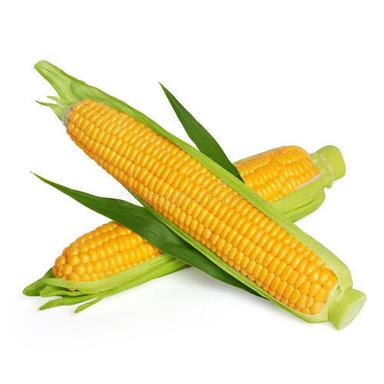 Yellow Corn For Animal Feed And Cattle Feed