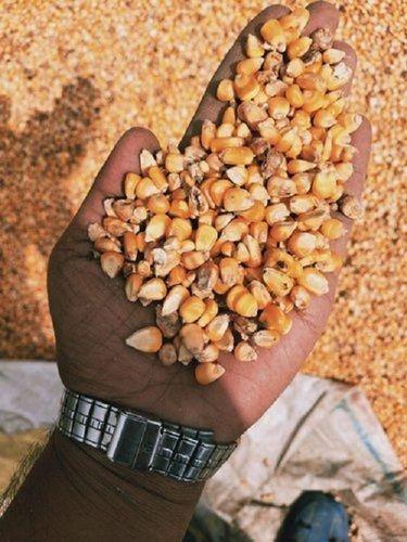 Farming 100% Natural And Organic Yellow Dried Maize Seeds For Animal And Human Foods
