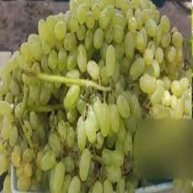100 Percent Organic And Healthy Green Grapes With Sweet Taste For Salads  Origin: India