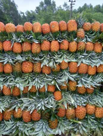 Common Wholesale Price Export Quality Fresh Pineapple Fruit For Juice And Pulp