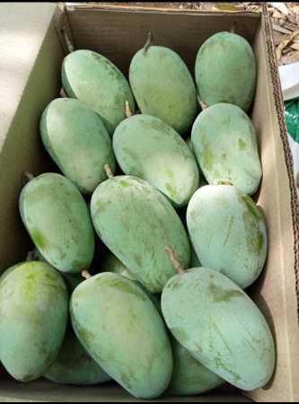Green Wholesale Price Export Quality Ratnagiri Fresh Kesar Mango Fruit For Juice And Pulp