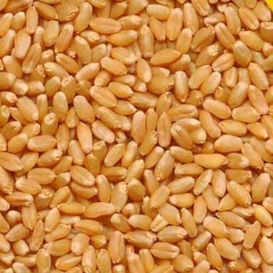 Brown 100% Natural Source Of Carbohydrates And High Quality Sorter Wheat Grains