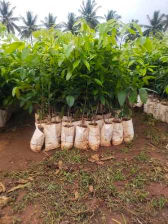 African Mahagony Plant For Nursery And Gardening