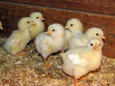 स्वस्थ रोग मुक्त उच्च नस्ल के छोटे आकार के मुर्गी पालन चिकन मुर्गे