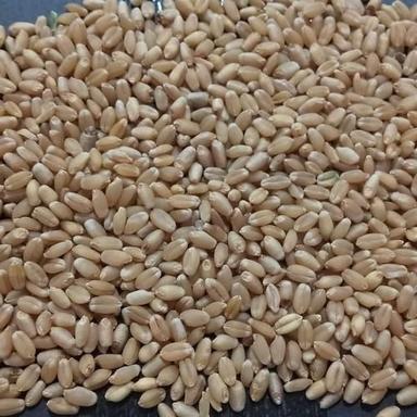 Normal Golden Dried Natural And Pure Indian Wheat Grain With Pack Of 50 Kg