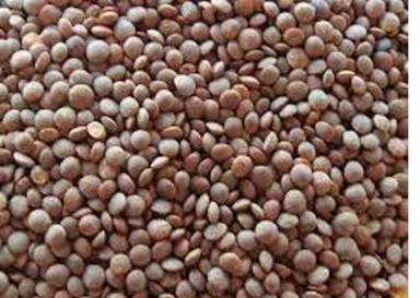 100% Natural Pure And Healthy Organic Unpolished Black Masoor Dal For Cooking Uses Admixture (%): 0.5%