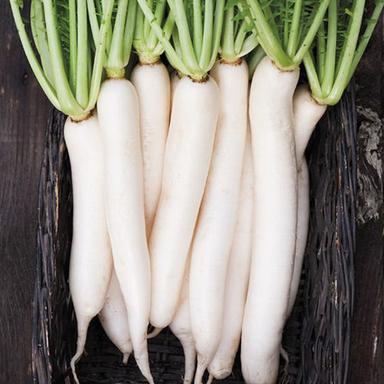 Wholesale Rate Organic Natural Farm Fresh White Radish For Salad Moisture (%): 7%