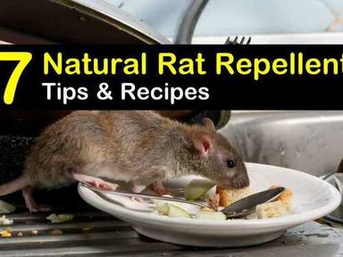 Mice Environmentally Friendly Non Toxic Easy To Use Rat Repellent