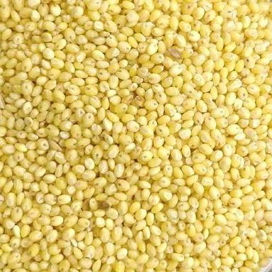 Pure And Dry Commonly Cultivated Raw Godavari Yellow Millet Admixture (%): 2.5%