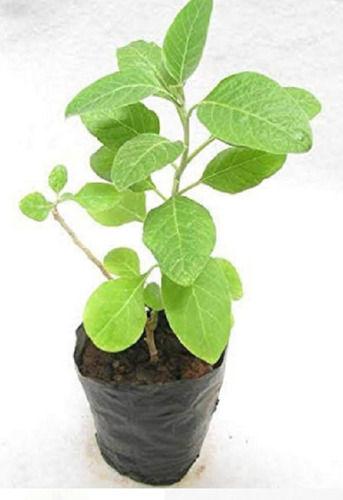 Natural Ashwagandha Live Green Medical Herb Plant, Suitable For Home Garden Out Door Garden Grade: Plant