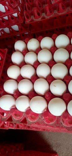 बर्ड फ्लू से सुरक्षित प्रोटीन का समृद्ध स्रोत ताजा और स्वस्थ सफेद अंडे अंडा उत्पत्ति: बत्तख