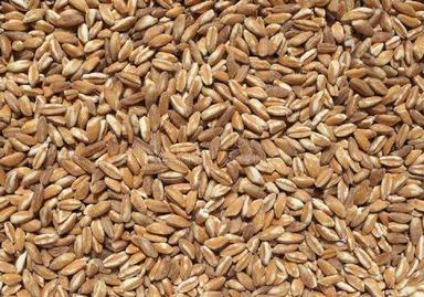 Golden 100 Percent Pure And Healthy High-Protein Brown Organic Emmer Wheat