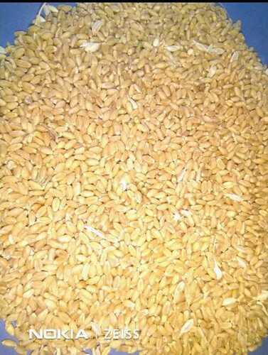 100% Pure Organic A Grade Nutrient Enriched Lite Brown Milling Wheat Grain Origin: India