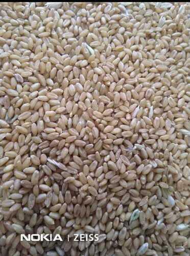 A Grade Nutrient Enriched 100% Pure Organic Lite Brown Milling Wheat Grain Origin: India
