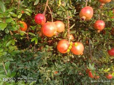 Bhagva 100% Fresh And Natural Pesticide Free Pomegranate