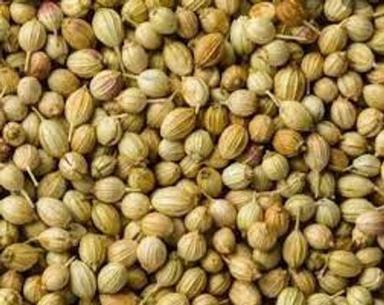Green Enhance Flavour Of Dishes Natural Flavour And Aroma Whole Organic Coriander Seeds