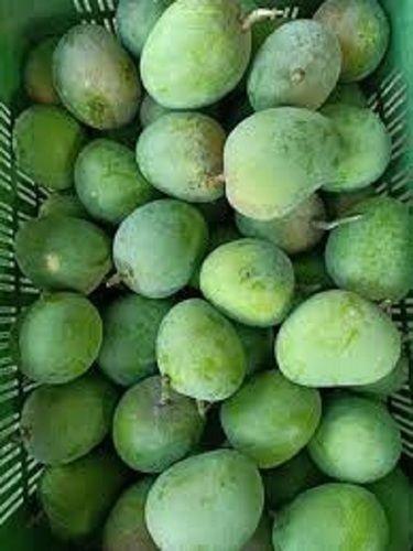 Organic Good Source Of Vitamin C Delicious And Healthy Fresh Green Mango