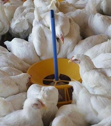 1 Kilogram Weight White Color 8 Week Age Broiler Live Chicken For Poultry Farming  Gender: Both