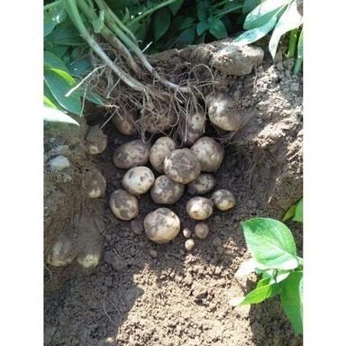 Brown Fresh High In Potassium Healthy Sweet Nutritious Hybrid Potatoes
