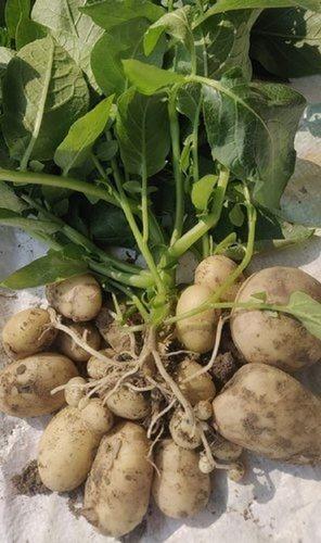 Brown Sweet Healthy Fresh High In Potassium Nutritious Hybrid Potatoes
