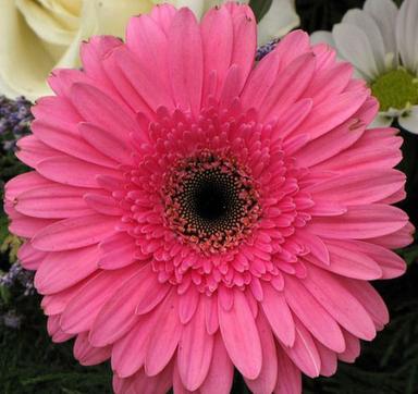 Pink Calendula Flower Used For Gardening And Decoration In Home, 5 Inch