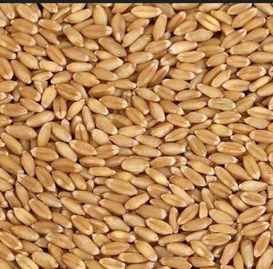 Brown Rich Fiber Organically Cultivated Pure Wheat Grains Seeds With High Protein