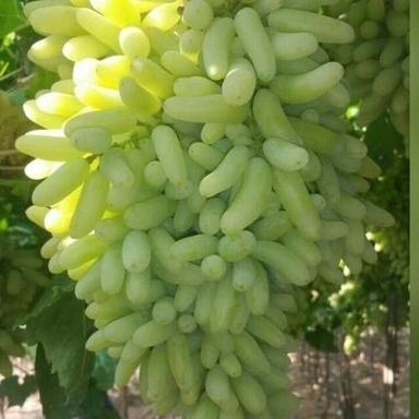 Common Sweet And Sour Taste Fresh A Grade Seedless Green Grapes