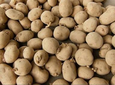 Common Good Source Of Potassium Vitamins Nutritious Healthy Natural Fresh Potatoes 