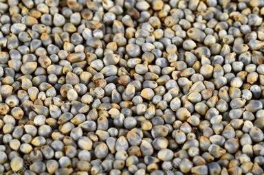 Lite Green Color Indian Organic Pearl Millet For Food High In Protein  Admixture (%): 1