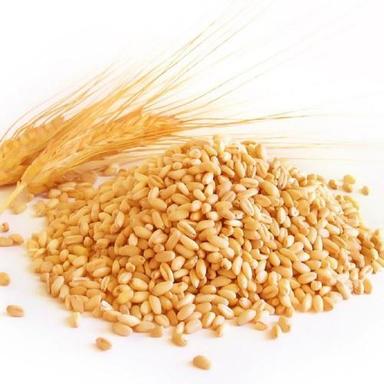 Fiber Spindle Shaped Flavorful Wheat Grains Broken Ratio (%): 1%
