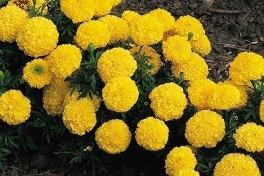 Medicinal Applications Including Contusions Fresh And Natural Fragrance Yellow Marigold Flower Size: Small