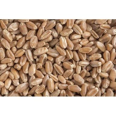 Brown Organic Dried Tetraploid Durum Wheat Seeds